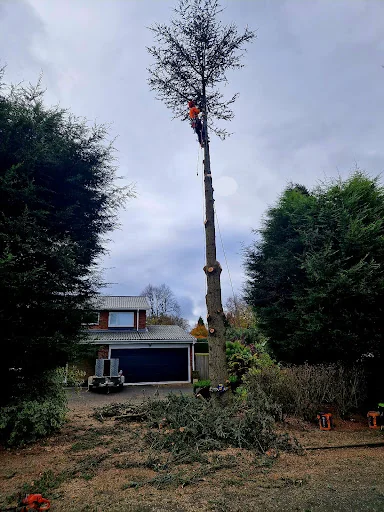 E.G.S Tree Surgery photo 7
