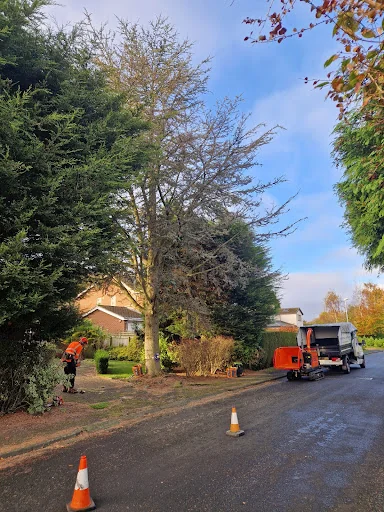 E.G.S Tree Surgery photo 8