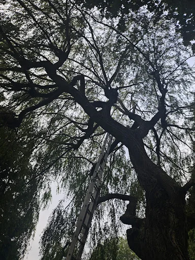 Oaklands Tree Specialists Limited photo 1