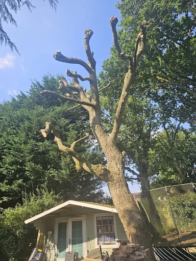 Oaklands Tree Specialists Limited photo 2