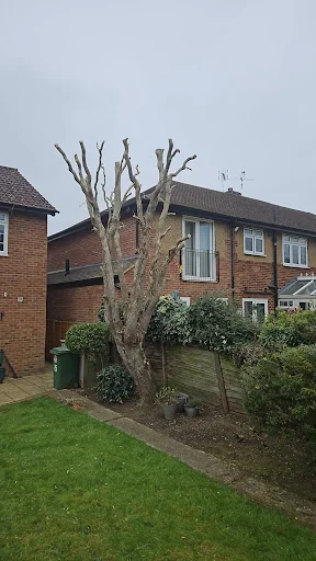 Oaklands Tree Specialists Limited photo 4