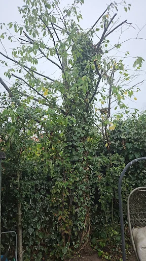 Oaklands Tree Specialists Limited photo 5