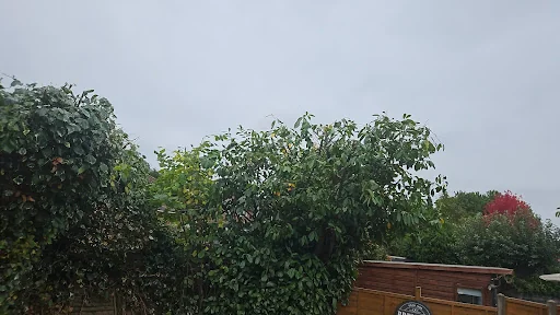 Oaklands Tree Specialists Limited photo 6