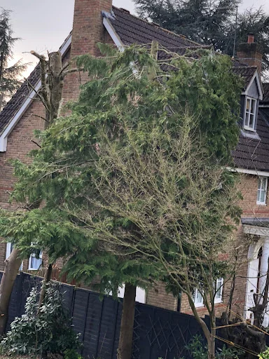 Oaklands Tree Specialists Limited photo 7