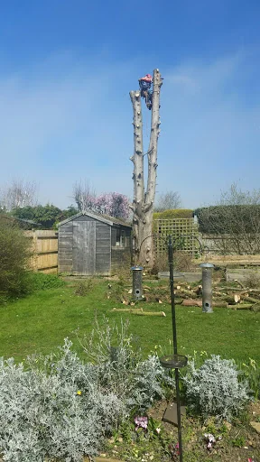 Sussex Tree Fella Ltd photo 1