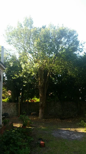 Sussex Tree Fella Ltd photo 3