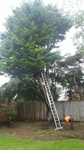 Sussex Tree Fella Ltd photo 5