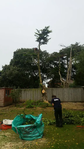 Sussex Tree Fella Ltd photo 6