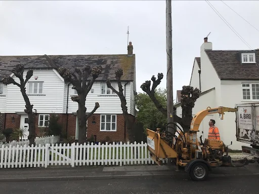 A. Bird Tree Surgery Ltd photo 4