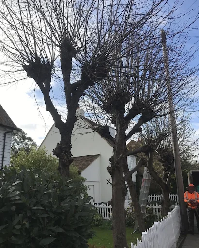 A. Bird Tree Surgery Ltd photo 5