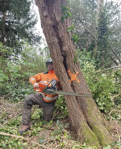 A. Bird Tree Surgery Ltd photo 6