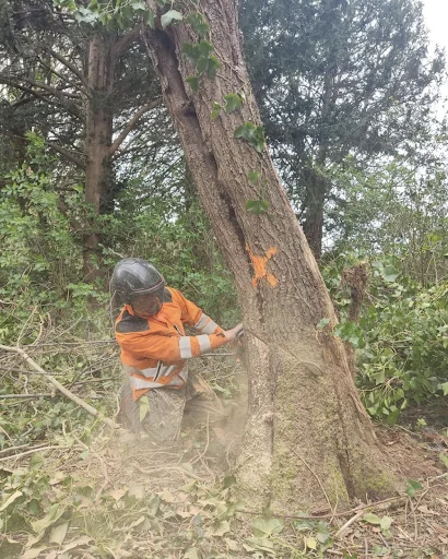 A. Bird Tree Surgery Ltd photo 7