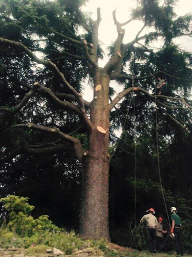 Green Frontiers Garden Care Ltd photo 2