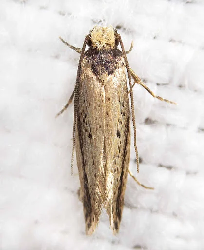 Sun Pest Control photo 1