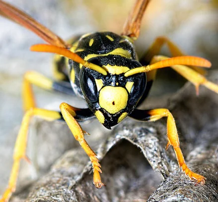 Sun Pest Control photo 2