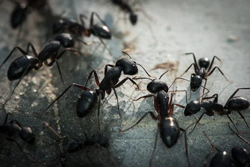 Sun Pest Control photo 3