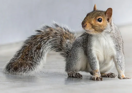 Sun Pest Control photo 5