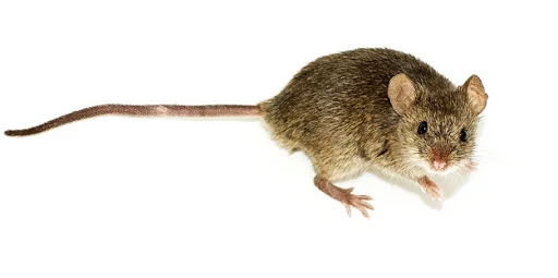 Sun Pest Control photo 7