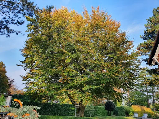 Easton Tree Services photo 2