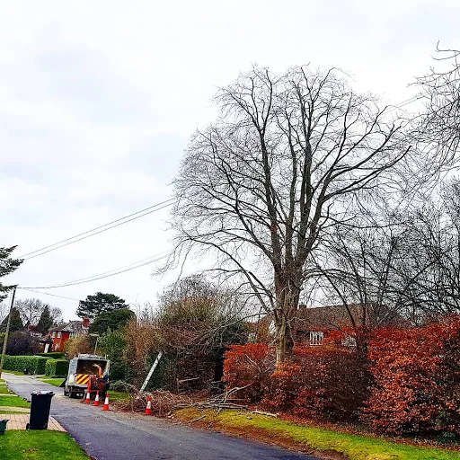 Easton Tree Services photo 6