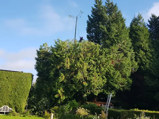 Easton Tree Services photo 7