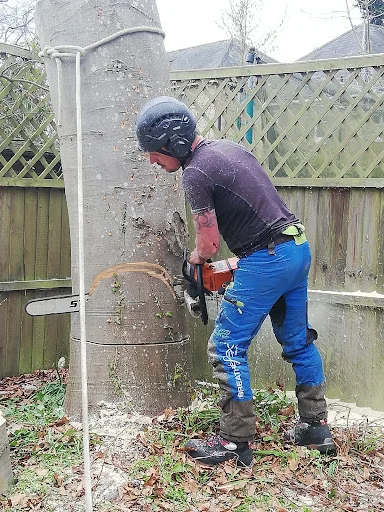 Edgingtons Tree Services photo 1