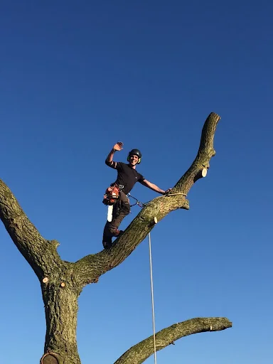 Edgingtons Tree Services photo 2