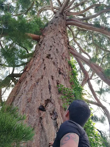 Edgingtons Tree Services photo 3