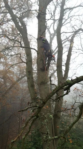 Edgingtons Tree Services photo 5