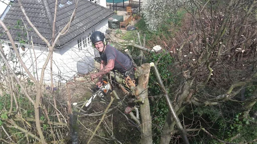 Edgingtons Tree Services photo 6