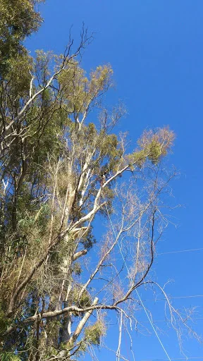 The Tree Works photo 2