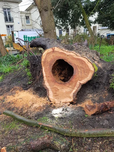 The Tree Works photo 3