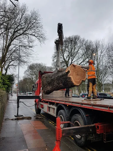 The Tree Works photo 5