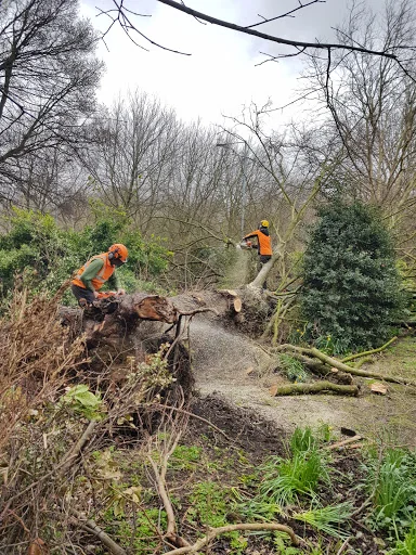 The Tree Works photo 7