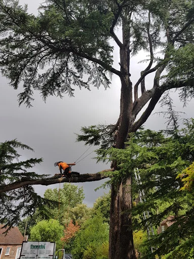 The Tree Works photo 8