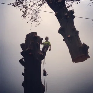 Boswell Tree Surgeons photo 1