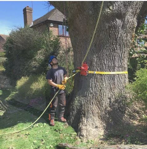 Boswell Tree Surgeons photo 3