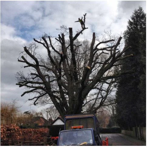 Boswell Tree Surgeons photo 4