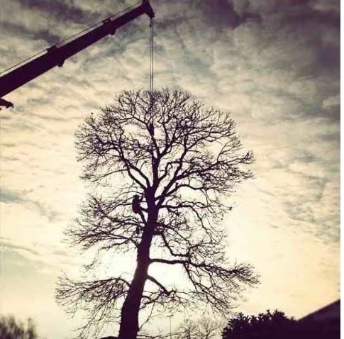 Boswell Tree Surgeons photo 5