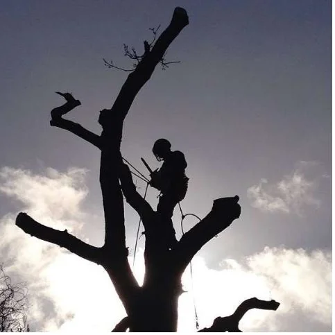 Boswell Tree Surgeons photo 6