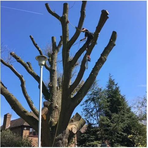 Boswell Tree Surgeons photo 7