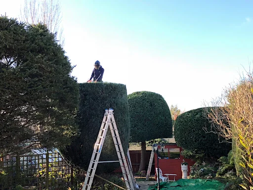 Tree Solutions Midlands Ltd photo 5