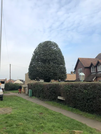 Tree Solutions Midlands Ltd photo 6