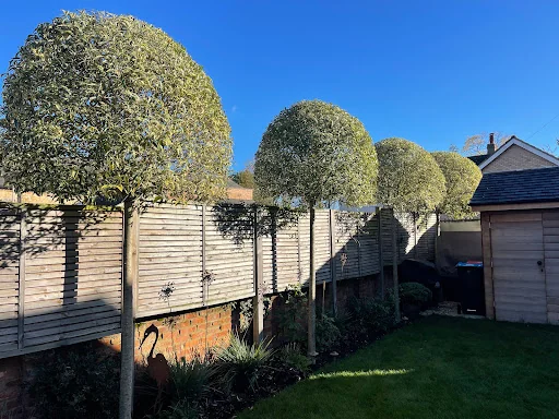 Tree Solutions Midlands Ltd photo 7