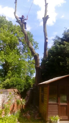 Montrose Trees Ltd photo 1