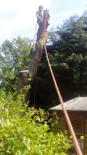 Montrose Trees Ltd photo 2