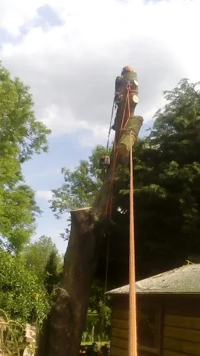 Montrose Trees Ltd photo 3