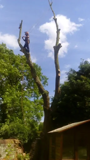 Montrose Trees Ltd photo 4