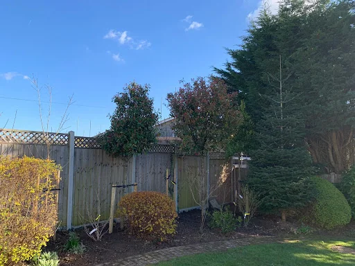 Montrose Trees Ltd photo 5