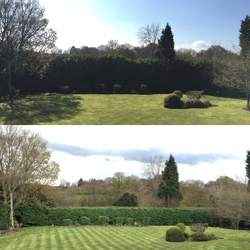 Goddard Tree Surgeons Ltd photo 2